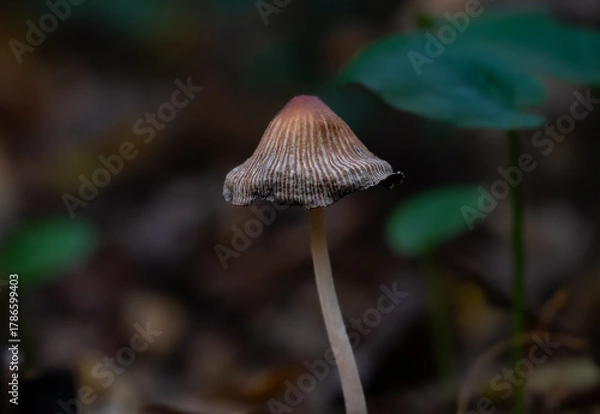 Obraz mushroom in the forest