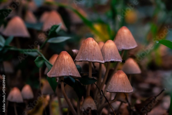 Obraz mushroom in the forest