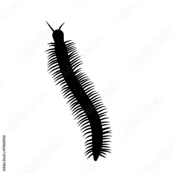Fototapeta Insect Millipede silhouette