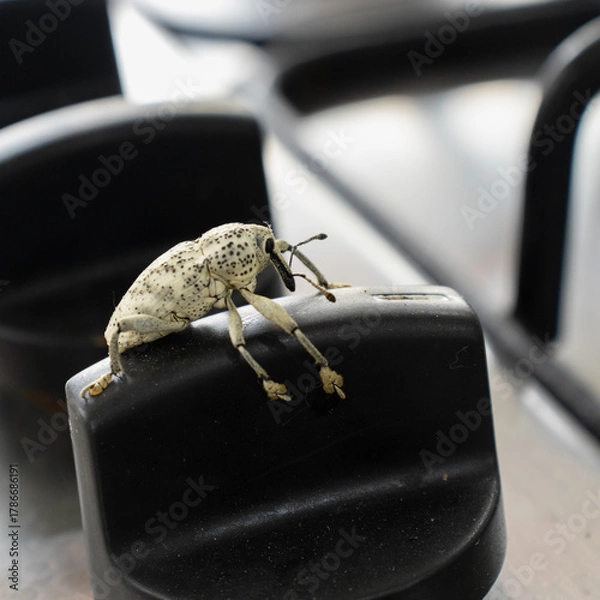 Obraz Beetle (Amerrhinus ynca)