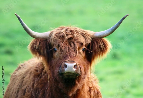 Obraz Highland Cattle