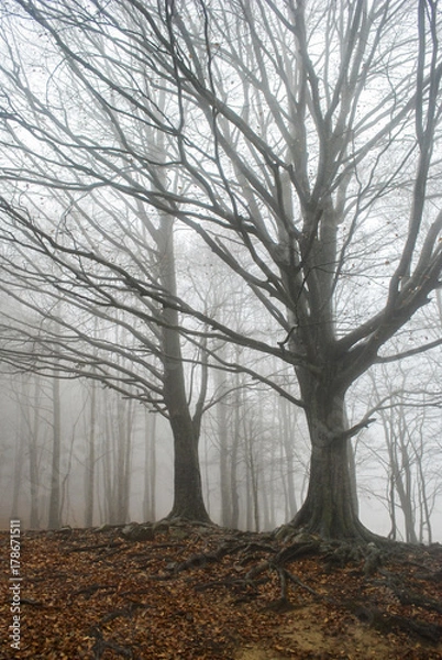 Fototapeta Bosque en niebla