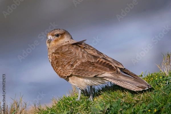 Fototapeta Chimango facing the wind , on the seashore
