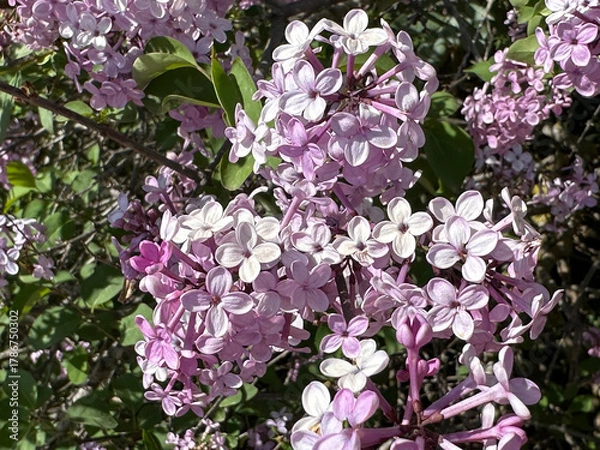 Fototapeta Spring blossom common lilac (lat.- Syringa vulgaris)