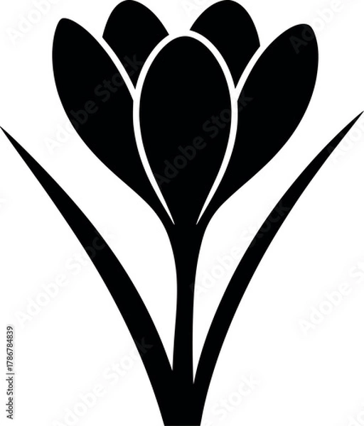 Obraz Black crocus flower silhouette bloom