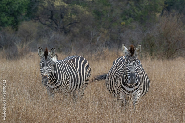 Obraz Pair of Zebra standing in an open field