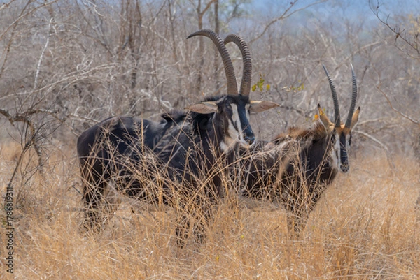 Fototapeta Pair of Sable Antelope standing in a field