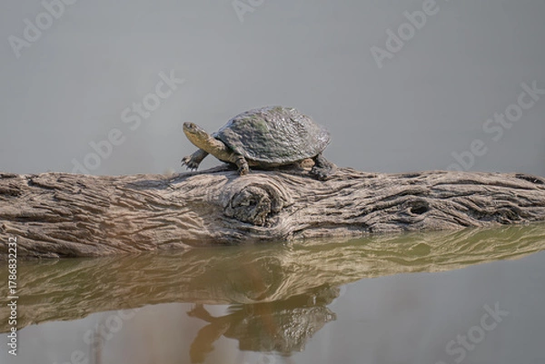 Obraz Fresh water turtle reflected in a shallow pond