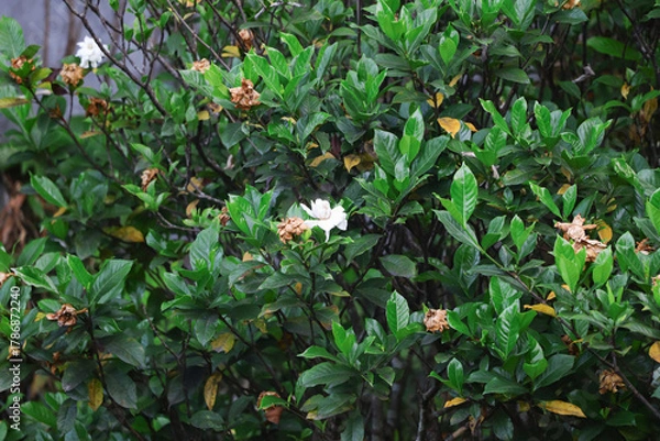 Fototapeta A white cape jasmine flower grows on the tree, growing among other dead flowers. In the background left, another cape jasmine flower is also in bloom