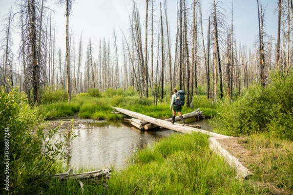 Fototapeta Backpacker Crosses Log Bridge In Grand Teton