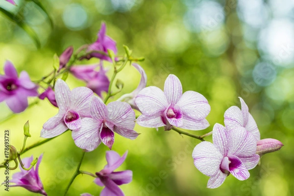 Fototapeta Abstract blurred of purple orchids, Dendrobium.