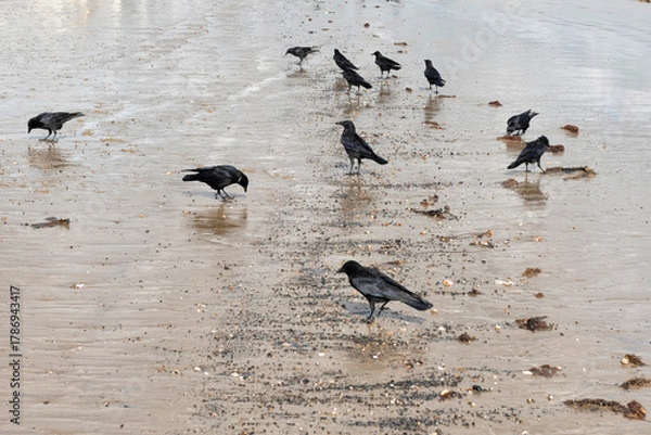 Fototapeta Flock of crows looking for molluscs and crustaceans on the beach