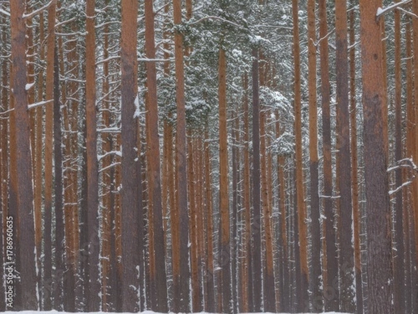 Obraz Dense pine forest with snowfall in winter season