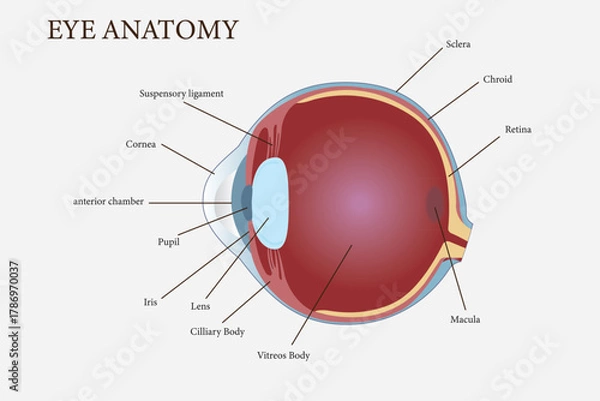 Obraz Medical diagram illustrating detailed anatomy of the human eye with labeled structures. eps 10