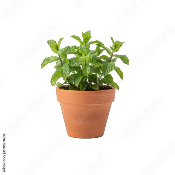 Obraz Small Mint Plant In A Terracotta Pot Isolated On A Transparent Background