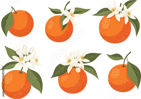 Fototapeta Orange Fruit & Flower Icon Set – Stylized Botanical Illustrations with Leaves, Blossoms, and Textured Citrus