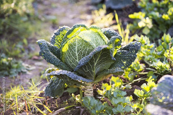 Obraz Kapusta włoska gotowa do zbioru w październiku