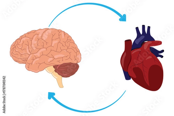 Obraz Medical illustration showing brain and heart connection with bidirectional communication arrows
