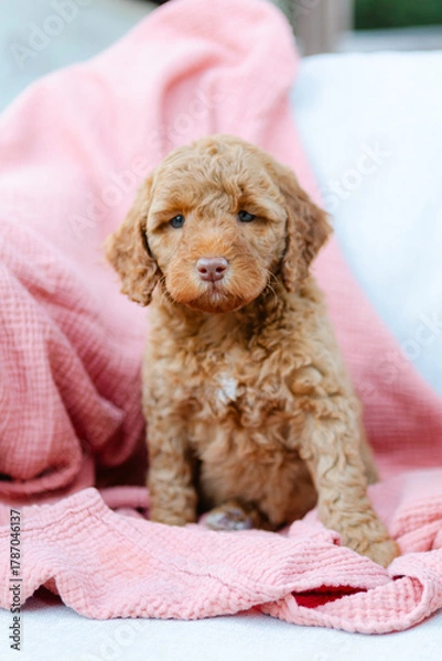 Obraz golden doodle
