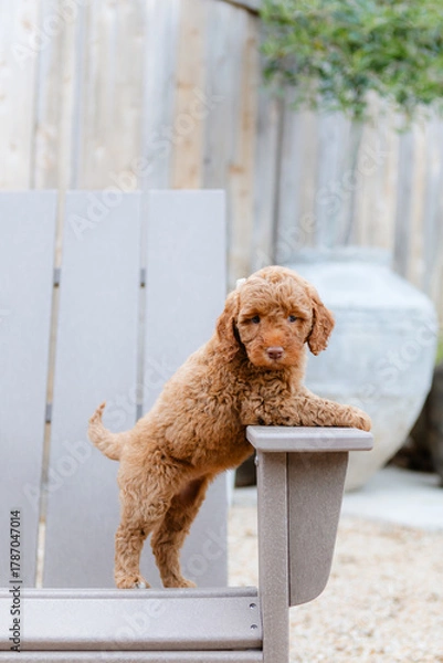 Obraz golden doodle