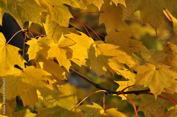 Obraz Monroeville PA Fall Leaves