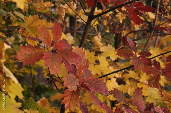 Obraz Monroeville PA Fall Leaves