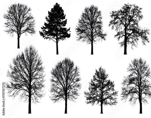 Fototapeta Set of various bare tree silhouettes for winter forest or woodland illustration on white background