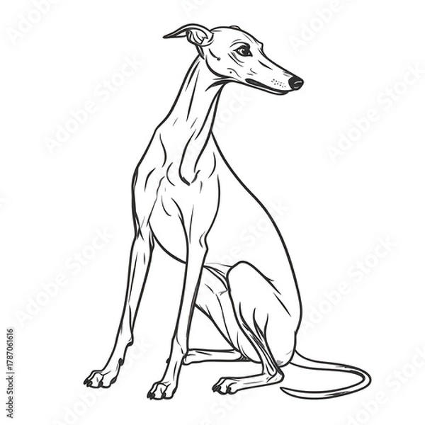Fototapeta Line art of a graceful greyhound sitting, looking off to the side