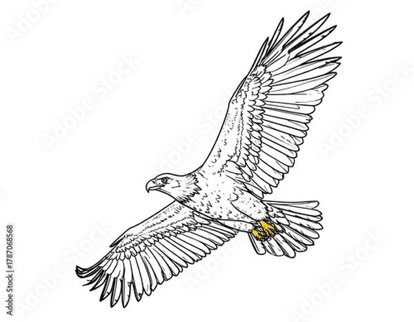 Fototapeta Line art illustration of an eagle soaring with wings outstretched