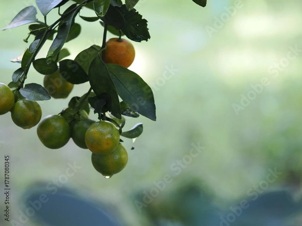 Fototapeta Fresh calamondins glowing with dew among lush green leaves.