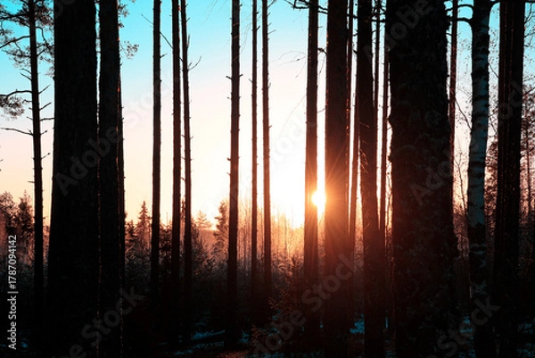 Obraz Christmas Eve Daybreak in Forest