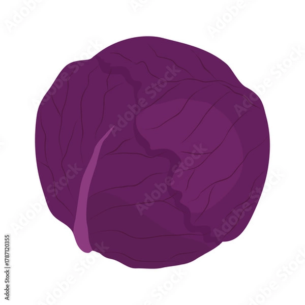 Obraz 赤キャベツのアイコン　葉物野菜のイラスト素材
