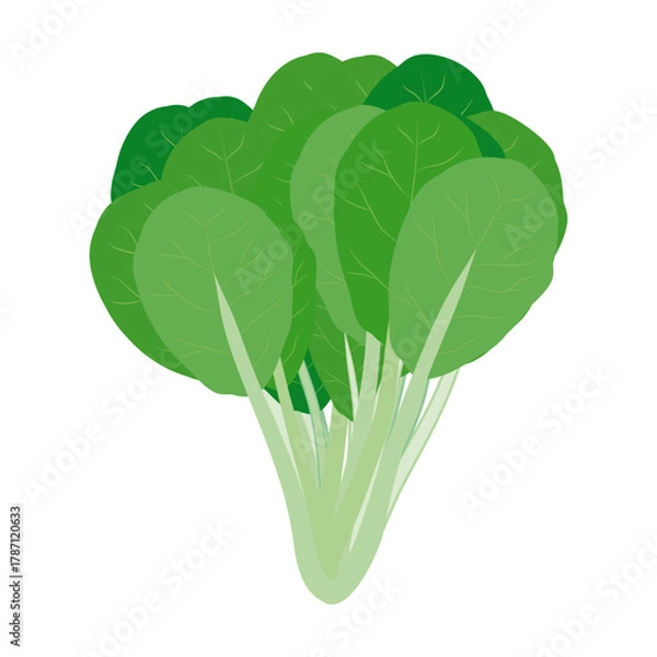 Obraz 小松菜　葉物野菜のイラスト素材
