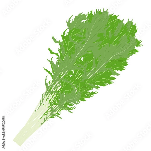 Obraz 葉物野菜のイラスト素材