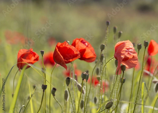 Fototapeta poppies