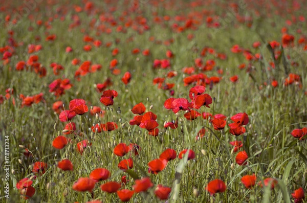 Fototapeta poppies