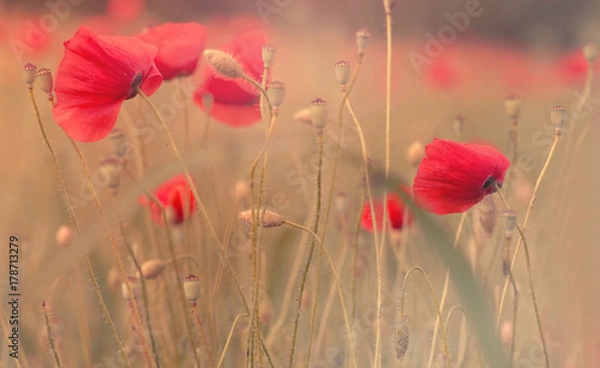 Obraz poppies