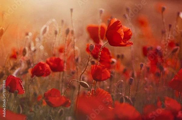 Fototapeta poppies
