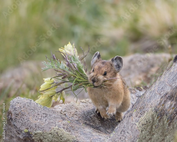 Obraz Flower Power - This Pika has clipped off flowers and is running to its secret storage hiding place to store them for a cold winter’s day. 