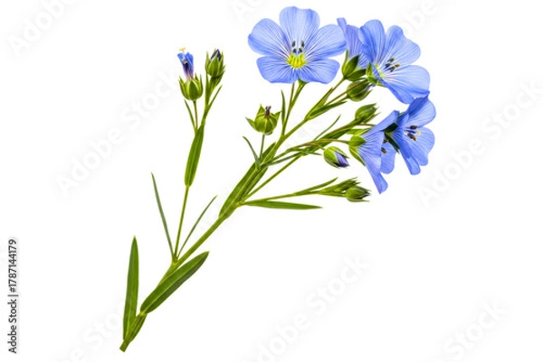 Obraz Stem of beautiful blooming blue flax flowers with green leaves isolated on transparent background