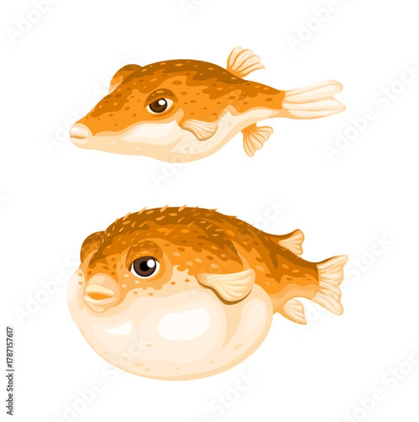Fototapeta Illustration of a Puffer Fish: Normal and Inflated