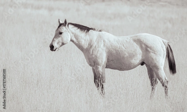 Obraz white horse in a field