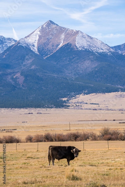 Obraz cattle in front of the mountains