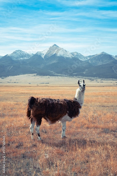 Obraz Llama in front of the mountains