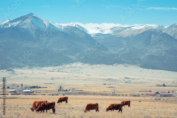 Obraz cattle in front of the mountains