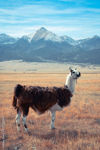 Obraz Llama in front of the mountains