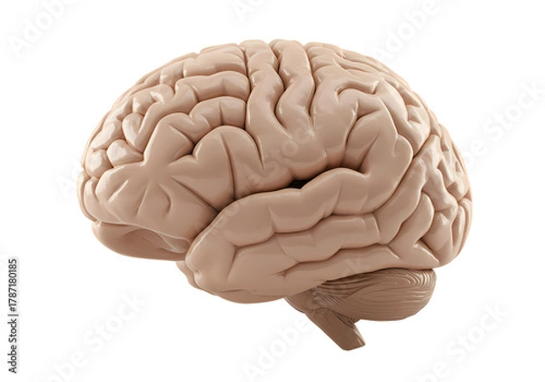 Obraz Detailed human brain model for medical and science