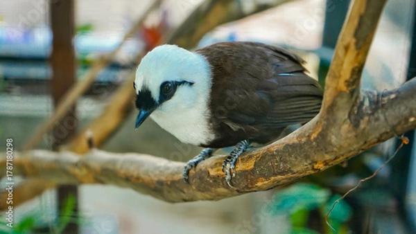 Fototapeta close up photo of a poksay bird perched on a tree