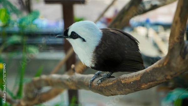 Fototapeta close up photo of a poksay bird perched on a tree