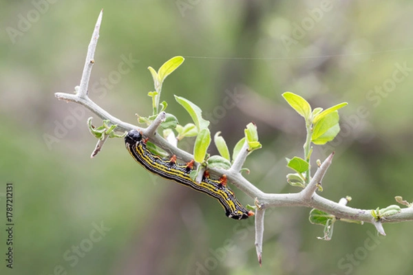 Obraz Pyrrha's Prominent Moth (Cargida pyrrha)